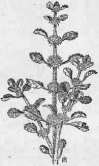 Fig. 242.   Common Hore hound (Marrubium vulgare).