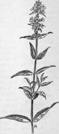 Fig. 248.  Hedge Nettle (Stachys palustris). X 1/4.