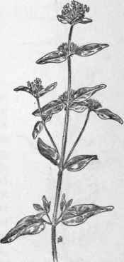 Fig. 250.   Calamint or Wild Basil (Satureja vulgaris). X 1/4.