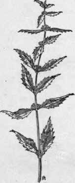 Fig. 251.  Bugle weed (Lycopus virginicus). X 1/4.