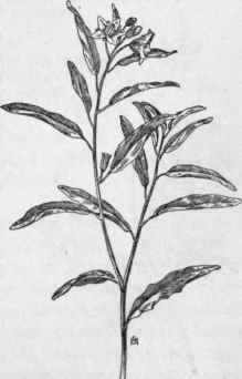 Fig. 256.  White Horse Nettle (Solanum eloeagnifolium). X 1/4.