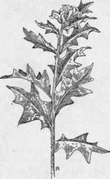 Fig. 260.   Black Henbane (Hyoscy amus niger). X 1/6.