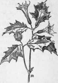 Fig. 261.   Jamestown or Jimson Weed (Datura Stramonium). X 1/6.