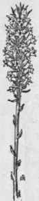 Fig. 271.   Louisiana Broom rape (Orobanche ludoviciana),