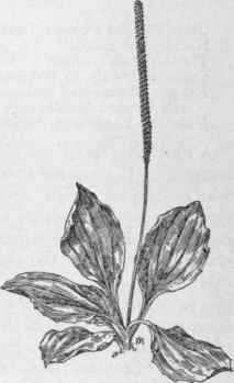Fig. 272.   Broad leaved Plantain (Plantago major). X 1/6.