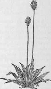 Fig. 273.   Narrow leaved Plantain (Plantago lanceo lata). X 1/4.