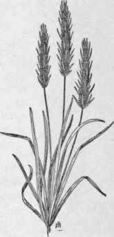 Fig. 274.   Large bracted Plantain (Plantago aristata). X 1/5.