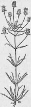 Fig. 275.  Sandwort Plantain (Plantago arenaria). X 1/4.