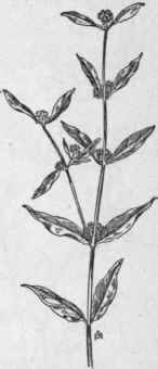 Fig. 278.  Smooth Buttonweed (Spermacoce glabra). X 1/4.
