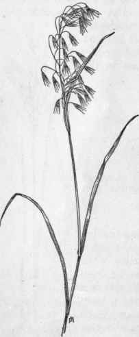 Fig. 28.   Downy Brome grass (Bromus tectorum). X 1/4.