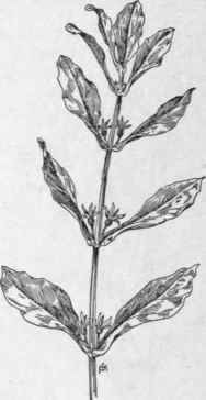 Fig. 280.  Horse Gentian (Triosteum perfoliatum). X 1/4.