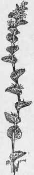 Fig. 285.   Venus's Looking glass (Specularia perfoliata) . X 1/4.