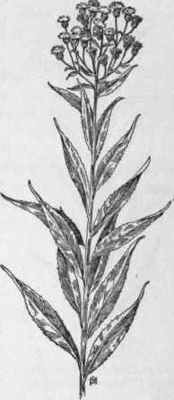 Fig. 288.   Tall Ironweed (Ver nonia altissima). X 1 1/4.