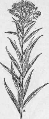 Fig. 289.   Western Iron weed (Vernonia fasciculata). X1/4.