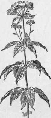 Fig. 291.   Joe Pye Weed (Eupatorium purpureum).