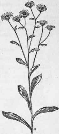 Fig. 293.   Broad leaved Gum plant (Grindelia squar rosa). X 1/4.