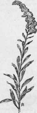Fig. 295.  Gray Goldenrod (Solidago nemoralis). X 1/4.