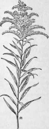 Fig. 296.  Canada Goldenrod (Solidago canadensis). X 1/6.