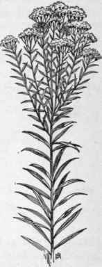 Fig. 297.   Narrow leaved Goldenrod (Soli dago graminifolia). X 1/4.