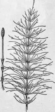 Fig. 3.   Field Horsetail (Equisetum arvense). X 1/4