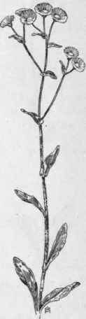 Fig. 303.   Philadelphia Fleabane (Erigeron philadel phicus). X 1/6.