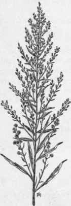 Fig. 305.  Canada Fleabane (Erigeron canadensis). X 1/4