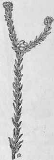 Fig. 306. Cotton Rose (Gifola germanica). X1/2.