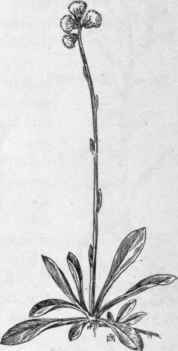 Fig. 308.  Field Cat's foot (Antennaria neglecta). X 1/3.