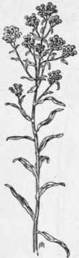 Fig. 309. Sweet Everlasting (Gnaphalium poly cephalum). X1/4.