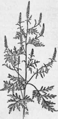 Fig. 318.   Common Ragweed (Ambrosia artemisiifolia). X 1/6.
