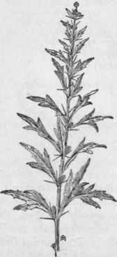 Fig. 321.  Spiny Clot bur (Xanthium spinosum).