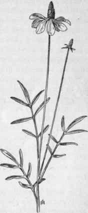 Fig. 325.   Prairie Cone flower (Lepachys columnaris).