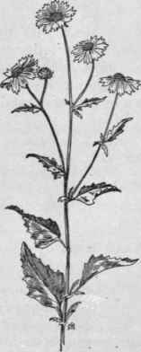 Fig. 327.  Golden Crownbeard (Verbesina encelioides). X 1/4.