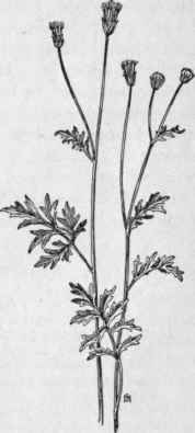 Fig. 331.   Spanish Needles (Bidens bipinnata). X 1/4.