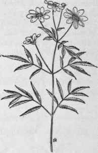 Fig. 332.  Western Tickseed Sunflower (Bidens aristosa). X 1/4.