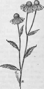 Fig. 334.   Sneezeweed (Helenium autumnale). X 1/4.
