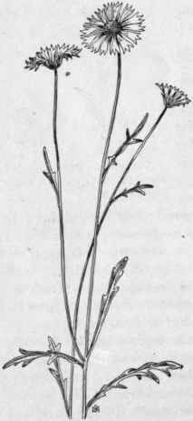 Fig. 336.   Blanket Flower (Gaillardia aristata). X 1/4.