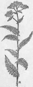 Fig. 338.   Yarrow (Achillea Millefolium). X 1/4.