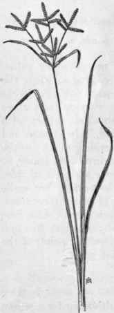 Fig. 34.   Nut grass (Cyperus rotundus). X 1/4.