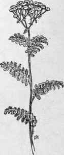 Fig. 344.   Tansy (Tanacetum vulgare).