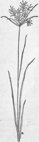 Fig. 35.   Chufa (Cyperus esculentus).