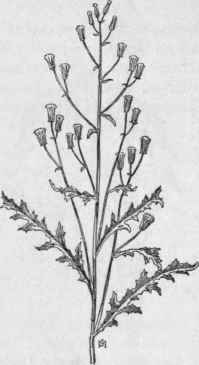Fig. 350.  Fireweed (Erechtitea hieracifolia). X 1/6.