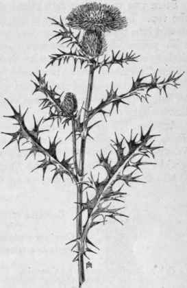 Fig. 355.   Pasture or Fragrant Thistle (Circium pumilum). X 1/4.