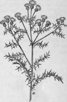 Fig. 356.   Creeping or Canada Thistle (Circium arvense). X 1/4.