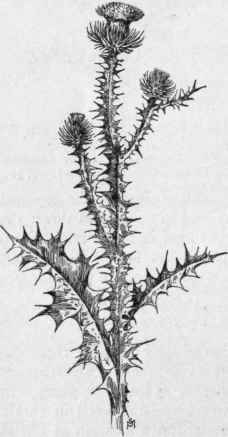 Fig. 357.  Scotch Thistle (Onopor dum Acanthium). X 1/4.