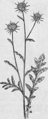 Fig. 358   St. Bar naby's Thistle (Centaurea solstitialis). X 1/6.
