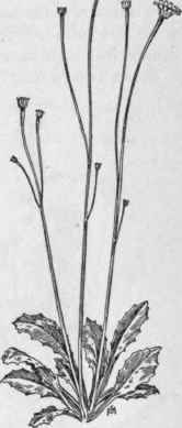 Fig. 361.   Lamb Succory (Arnoseris minima).