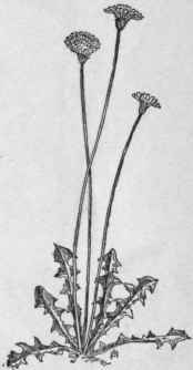 Fig. 363.   Dwarf Dandelion (Krigia virginica). X 1/3