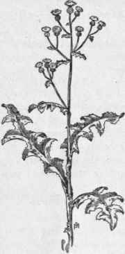 Fig. 371.   Field Sow Thistle (Sonchus arvensis). X 1/8.