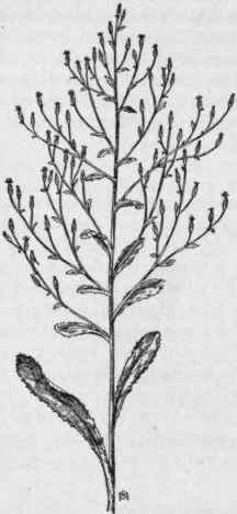 Fig. 374.   Prickly Lettuce (Lactuca scariola, var. integrata). X 1/6.